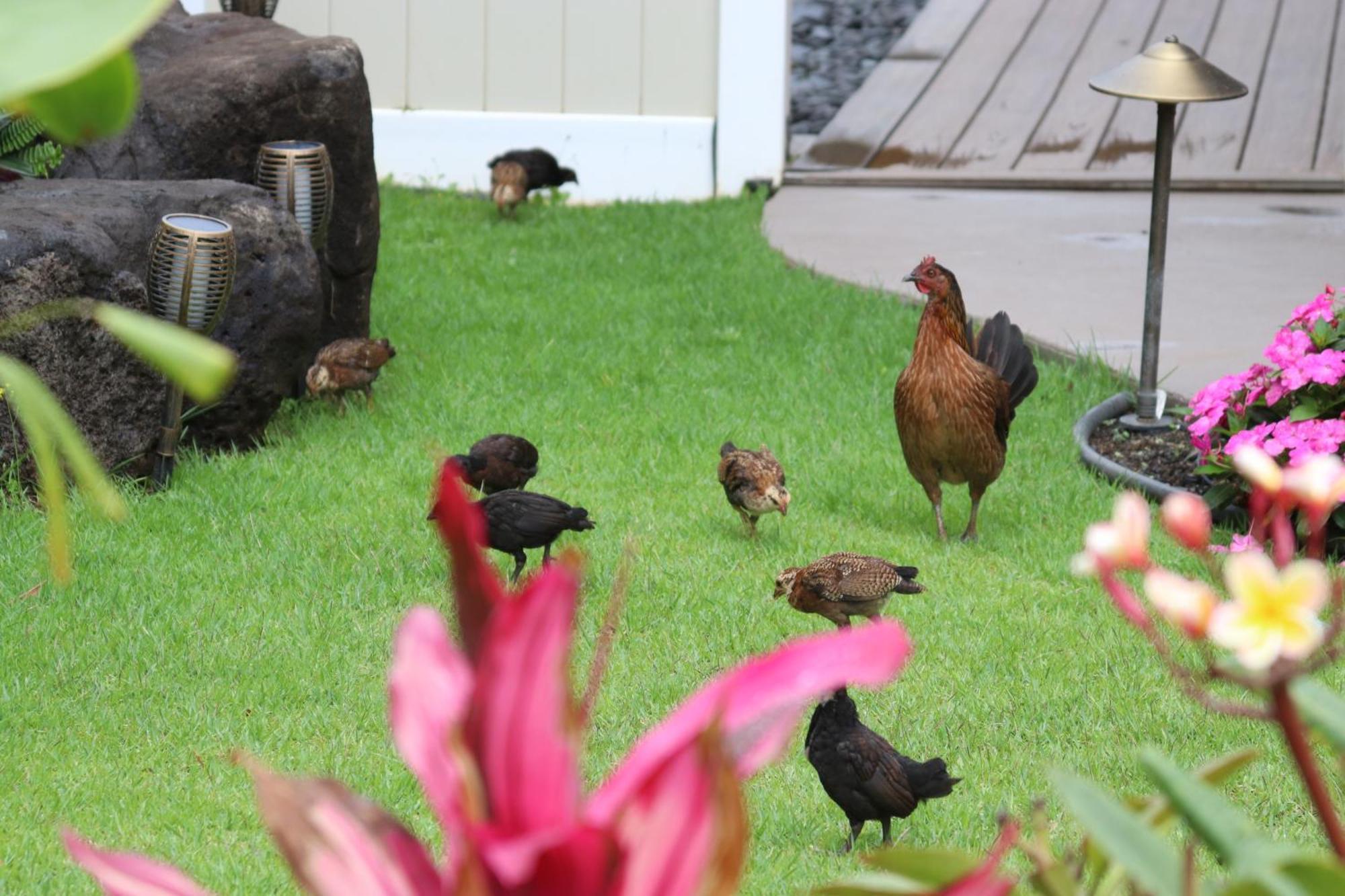New 4 Bedroom Home With Ocean And Gorgeous Mountain Views In The Gated Community Of Mauna Olu Waianae Exteriör bild